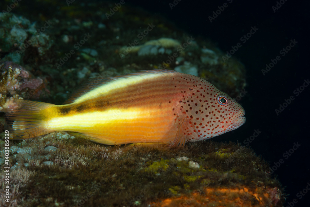 Pesce falco di forster, Paracirrhites forsteri, fermo sulla barriera corallina Pesce falco di forster, Paracirrhites forsteri, fermo sulla barriera corallina
