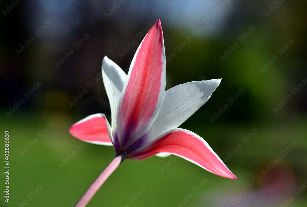 Fototapeta premium Nahaufnahme einer Damentulpe im Frühling