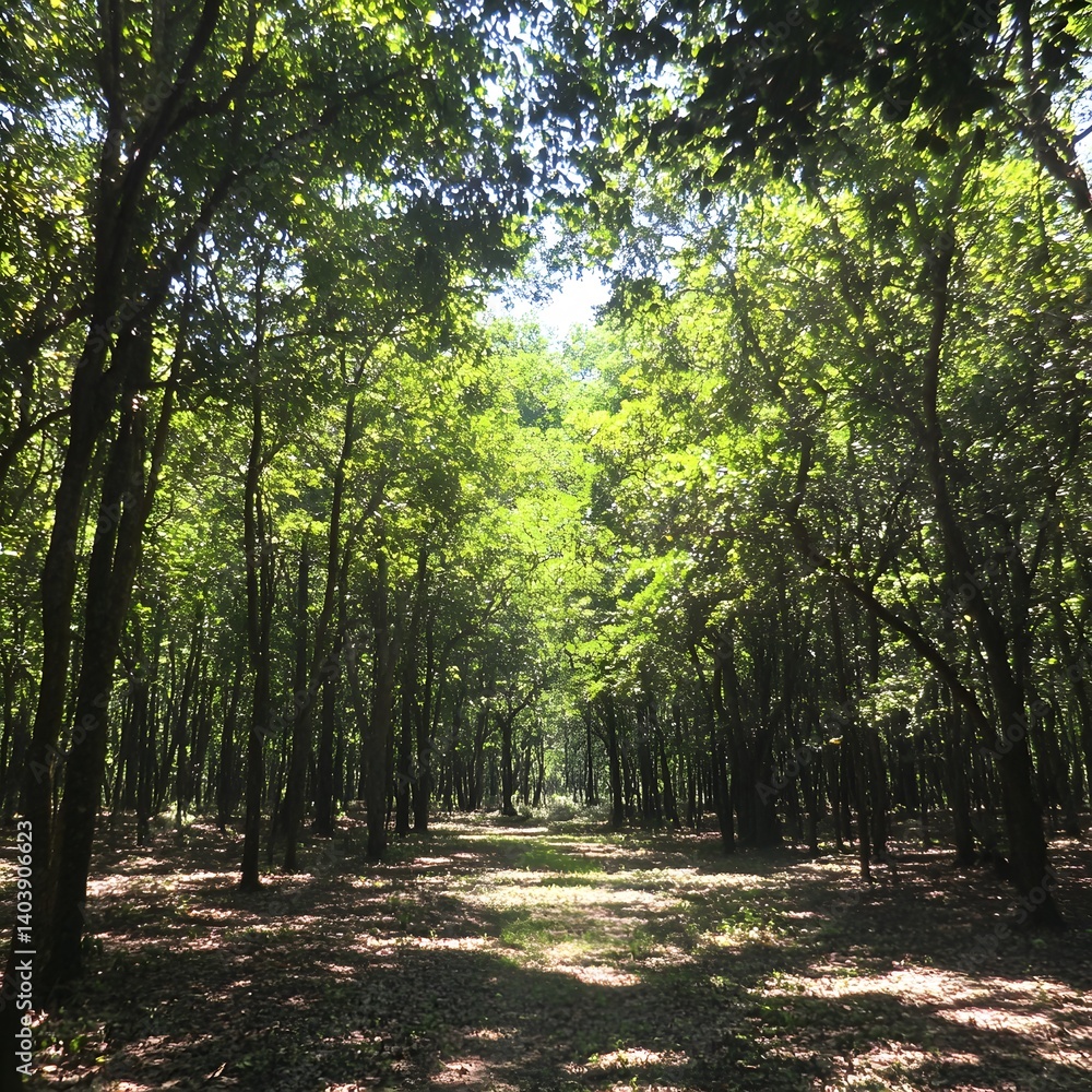 Fototapeta premium Lush Green Forest Path Sunlight Canopy Trees
