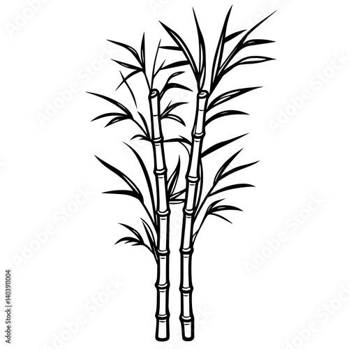 Vector Illustration of Natural Sweet Sugar Cane Plant. Sugarcane Plant Simple Design.
