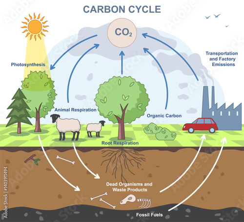 Carbon cycle diagram. Educational infographic with the biochemical process of Carbon Dioxide conversion. CO2 emission exchange in nature and environment. Flat vector illustration
