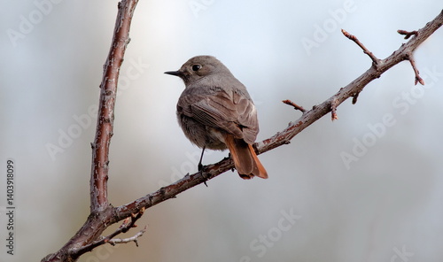 Fotografie red backed shrike