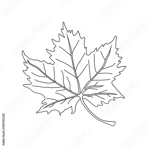 continuous line drawing of vector illustration of different type of leaves.