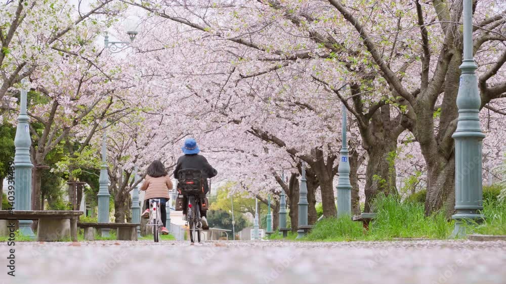 散りゆく桜と穏やかな時間・静かな桜並木と春の暮らし 散りゆく桜と穏やかな時間・静かな桜並木と春の暮らし