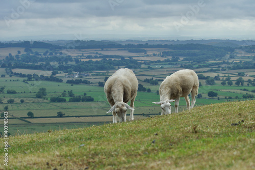 two sheep on high hill eating gras panorama of country horizon 