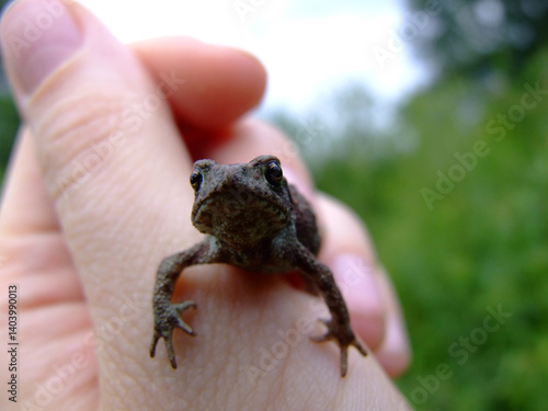 A Small Toad in the Palm of Your Hand: A Touch of the Wild