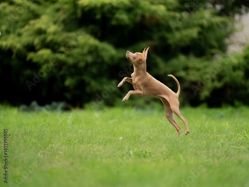Fototapeta Naklejka Na Ścianę i Meble -  Rosyjski Toy
