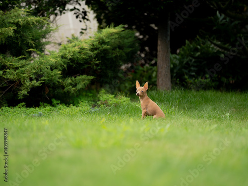 Fototapeta Naklejka Na Ścianę i Meble -  Rosyjski Toy