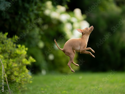 Fototapeta Naklejka Na Ścianę i Meble -  Rosyjski Toy