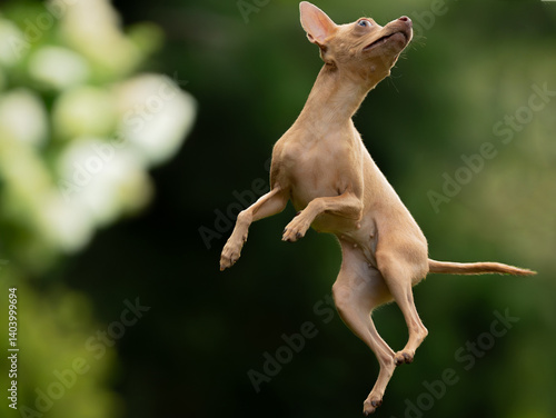 Fototapeta Naklejka Na Ścianę i Meble -  Rosyjski Toy