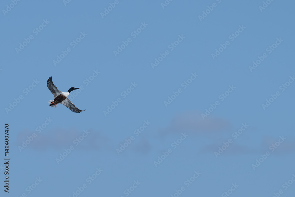 Male northern shoveler in flight against a blue sky. Male northern shoveler in flight against a blue sky.
