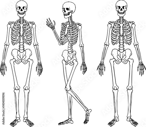 Set of black silhouettes of skeletal human bones isolated on white background. Vector illustration in flat style
