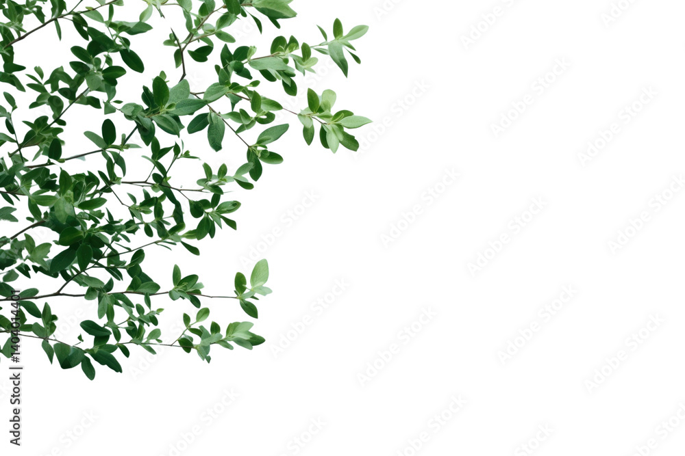 PNG Outdoors plant green herbs.