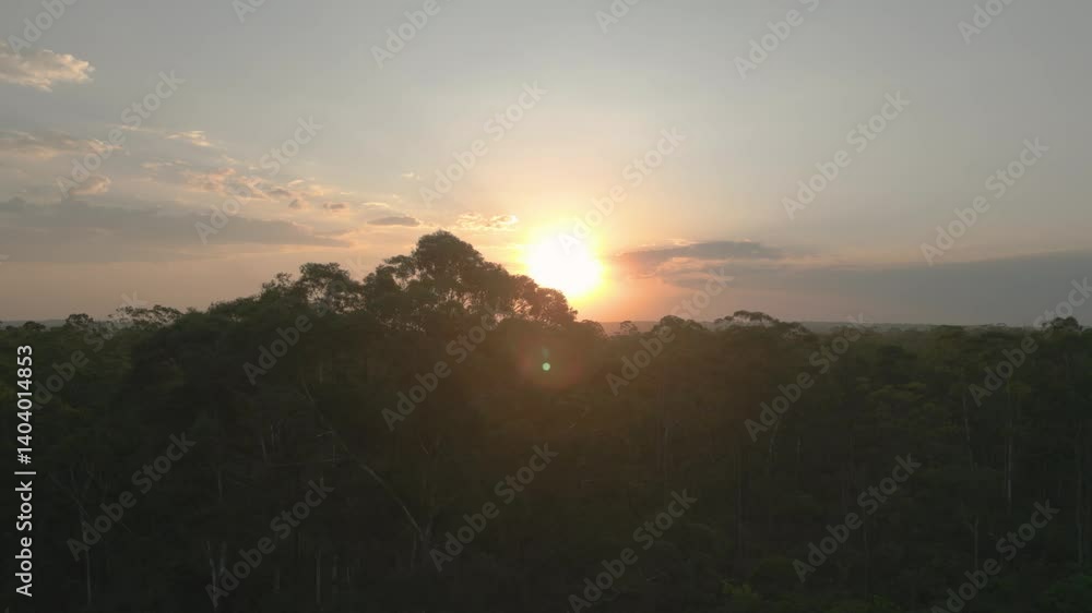 Pôr do Sol sob densa vegetação