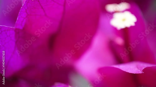 Horizontal macro video of nature elements with leaves, petals, stones, insects, bark and seeds