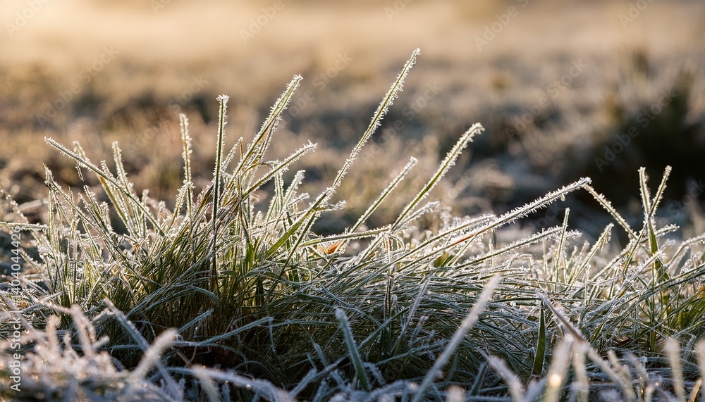 Obraz premium Frost covered grass