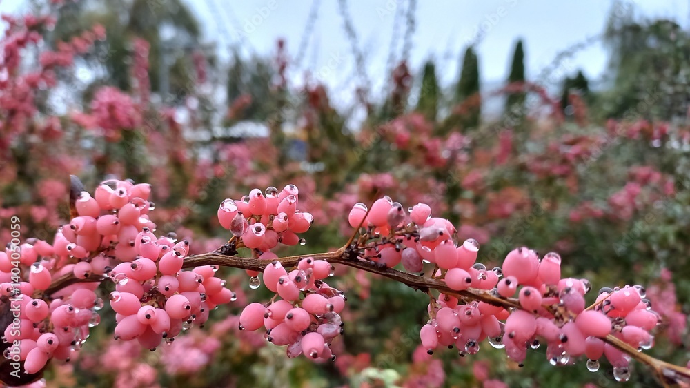 Close-up of a branch of ripening barberry in drops of morning dew