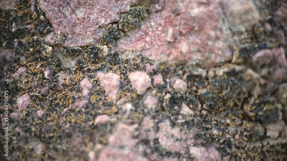 Horizontal macro video of nature elements with leaves, petals, stones, insects, bark and seeds