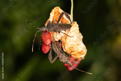 Leptoglossus gonagra - Leaf-footed bug, can be an economic pest to a wide range of plants, including citrus, cucumber, and passionfruit.