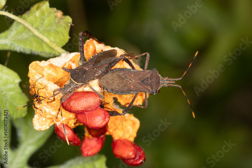 Leptoglossus gonagra - Leaf-footed bug, can be an economic pest to a wide range of plants, including citrus, cucumber, and passionfruit.