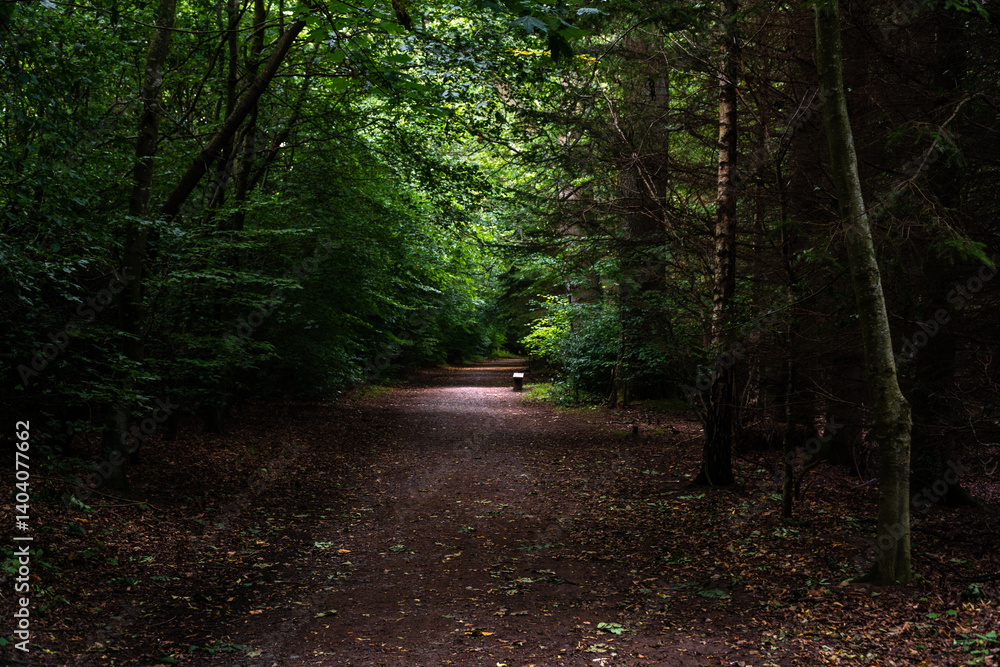 Obraz premium path in the woods