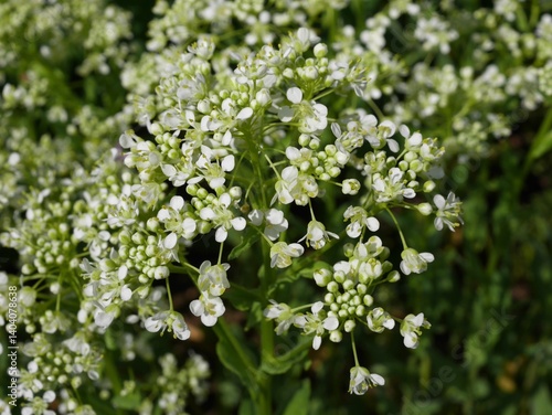 Φωτογραφία Closeup of hoary cress, whitetop flowers, Colorado