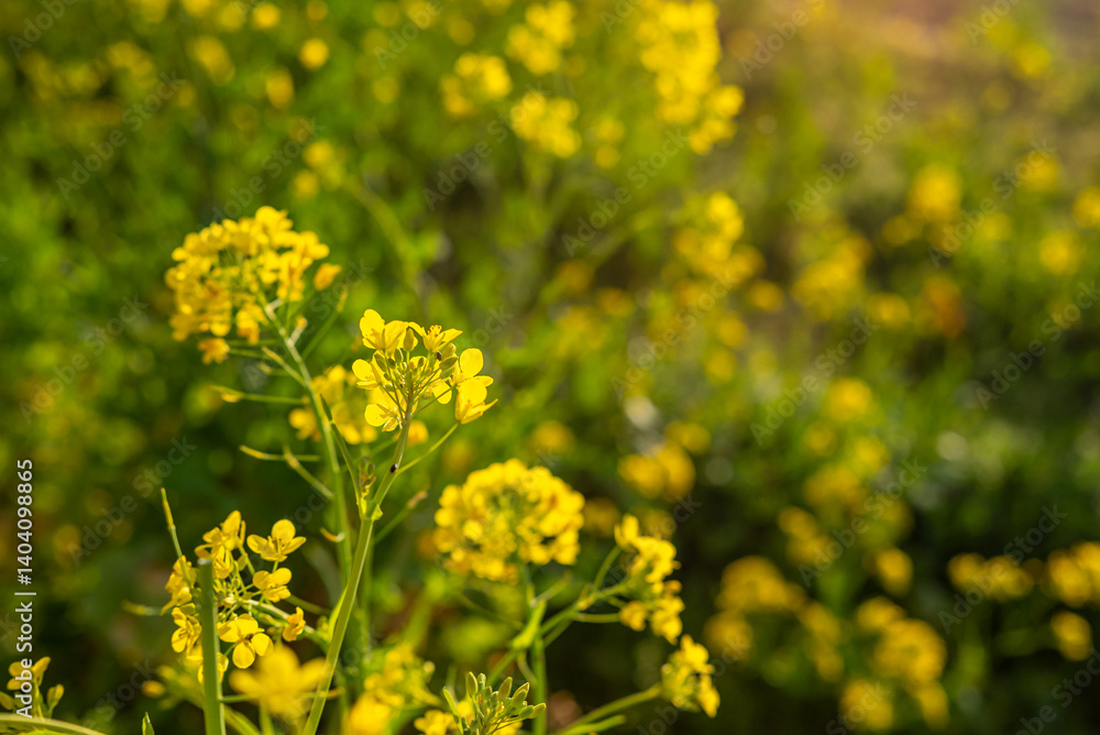 yellow rapeseed flowers natural light canola flowers in field agriculture closeup yellow rapeseed flowers natural light canola flowers in field agriculture closeup