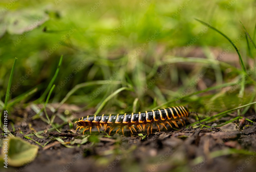 Legs of Low Angle Of Black and Yellow Millipede Working To Cross Trail
