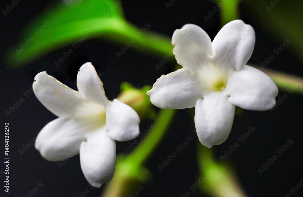 Fototapeta premium Madagascar Jasmine Flower