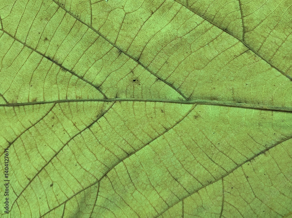Close up leaf. Authentic macro vibrant green, bright neon visual light. Abstract details texture background. Wallpaper template banner design element, fine art concept copy space Close up leaf. Authentic macro vibrant green, bright neon visual light. Abstract details texture background. Wallpaper template banner design element, fine art concept copy space