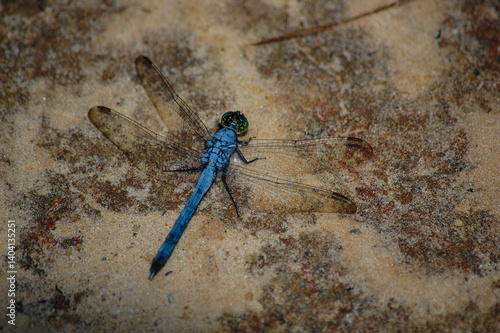 Blue Dasher Dragonfly 
Pachydiplax longipennis