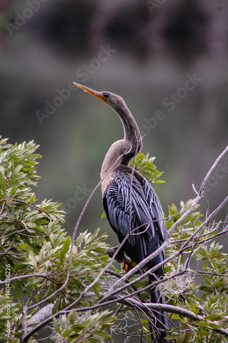 Double Crested Cormorant
Phalacrocorax auritus