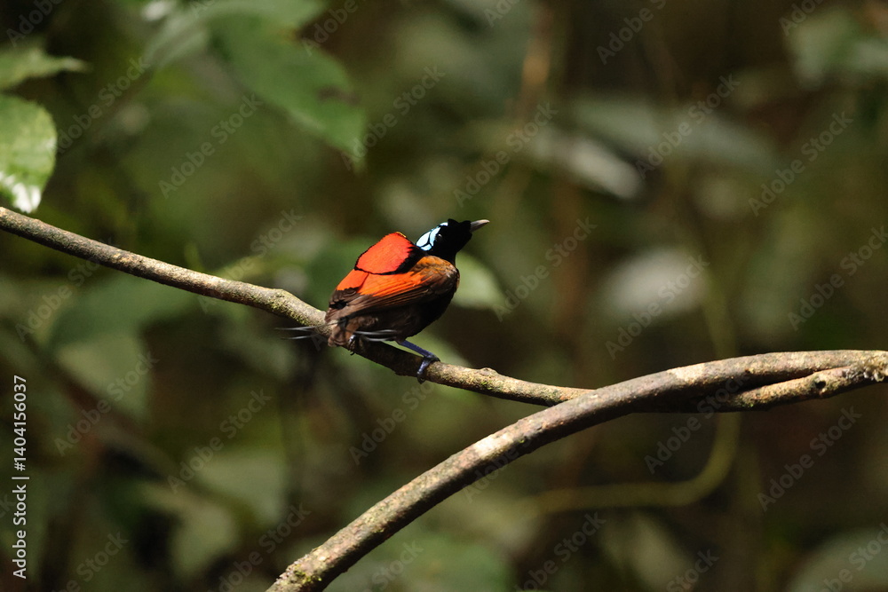 Wilson's bird-of-paradise (Diphyllodes respublica) is a species of passerine bird of the family Paradisaeidae.This photo was taken in Waigeo island, Indonesia. Wilson's bird-of-paradise (Diphyllodes respublica) is a species of passerine bird of the family Paradisaeidae.This photo was taken in Waigeo island, Indonesia.