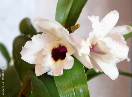 Orchid flowers Dendrobium Nobile white with dark center, variety Pure Heart 