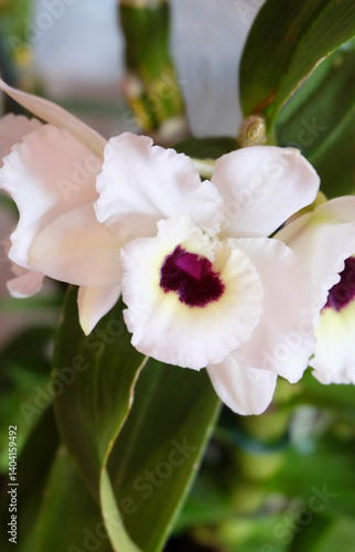 Orchid flowers Dendrobium Nobile white, variety Pure Heart 