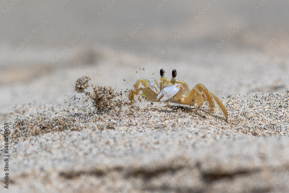 Cangrejo fantasma (Ocypode cursor) Cangrejo fantasma (Ocypode cursor)