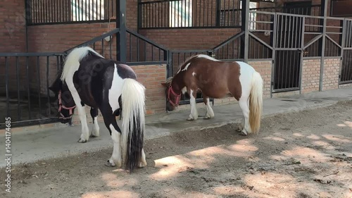 A dwarf horse is standing and looking.