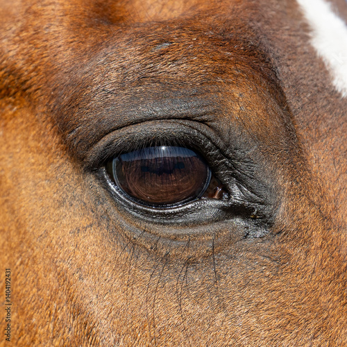 Beautiful Horse's eye