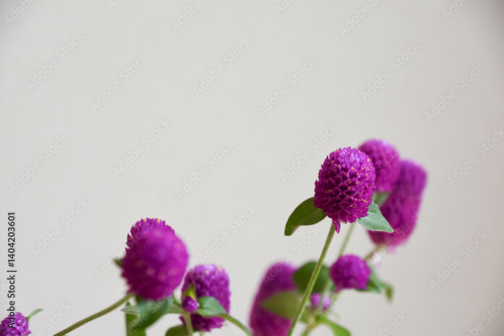 Obraz premium 紫の千日紅