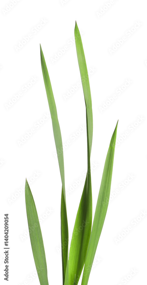 Fototapeta premium Blades of green grass isolated on white