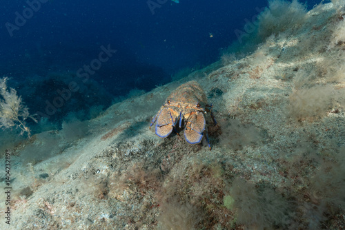 Bild auf Leinwand Magnosa, Scyllarides latus, detta anche cicala di mare, isola di Tenerife