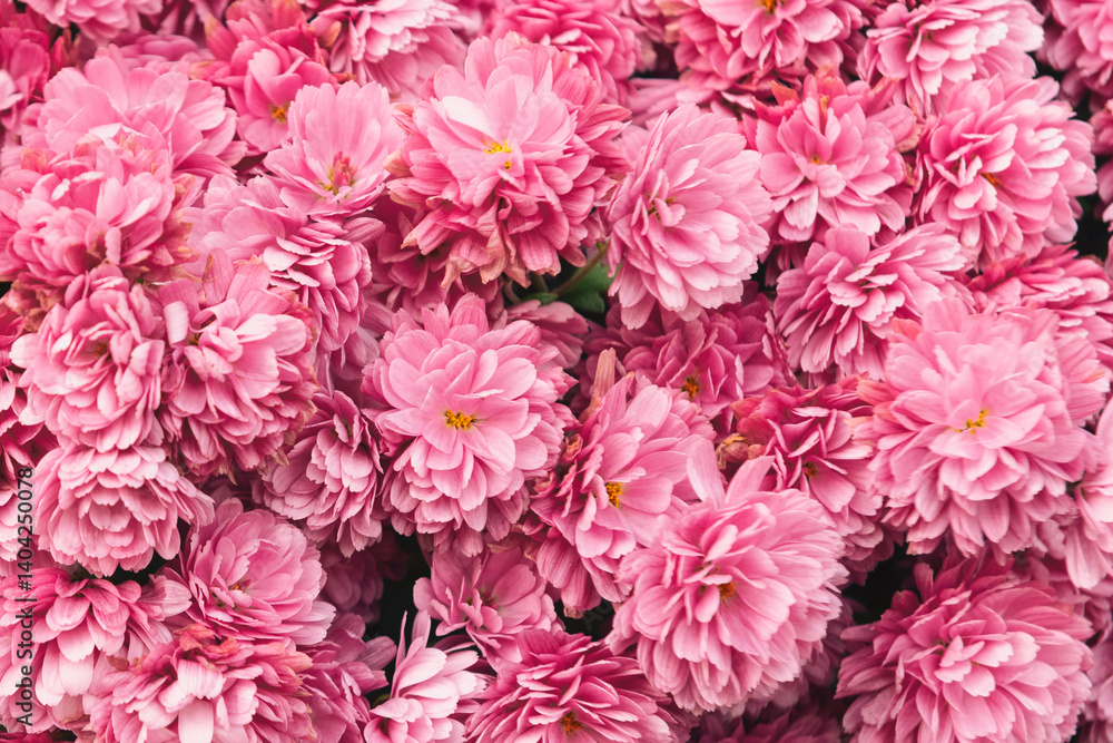 Pink chrysanthemums Pink chrysanthemums