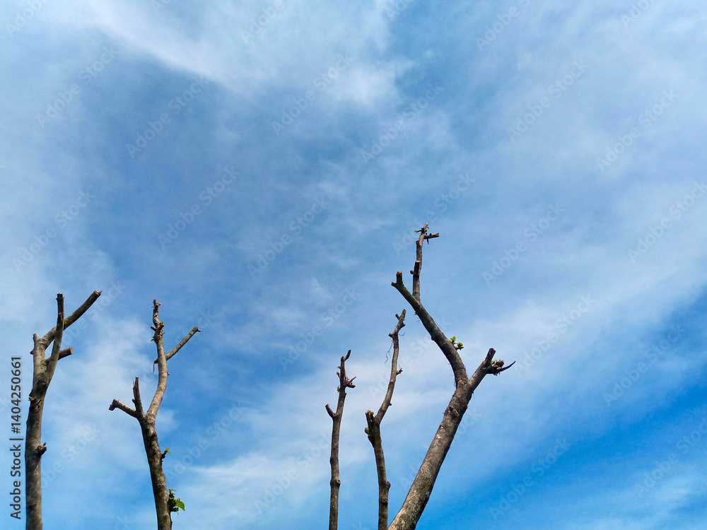 Bare Tree Branches Silhouetted Against Clear Blue Sky Bare Tree Branches Silhouetted Against Clear Blue Sky