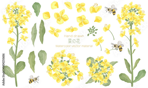 水彩でラフに描いた菜の花の素材セット（菜の花のパーツやミツバチのイラストも含めた素材セットです）