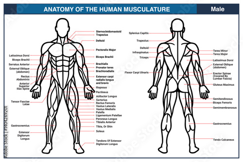 Anatomy of the Human Female M...