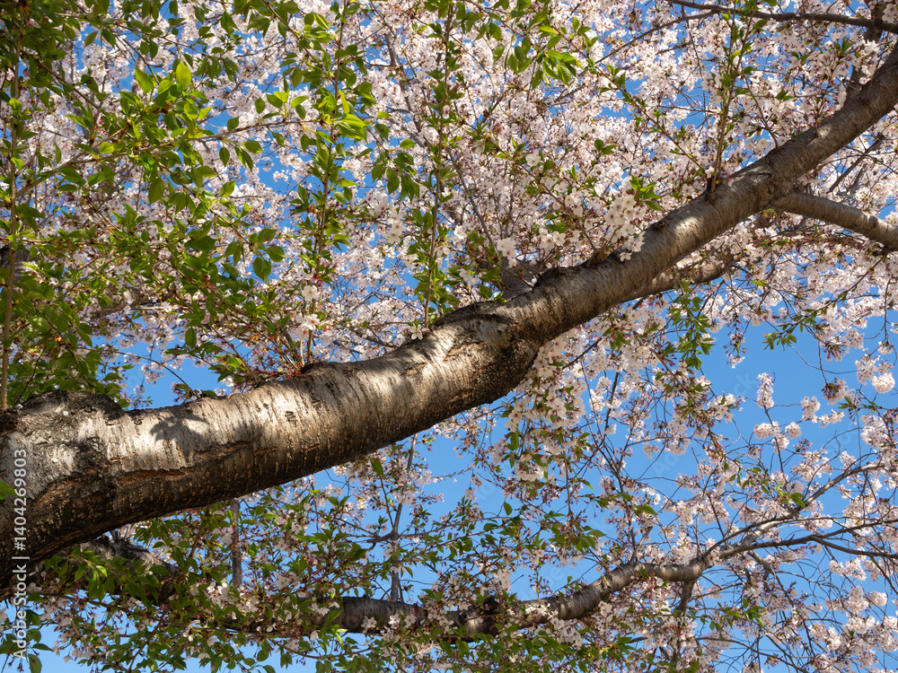 Obraz premium 散り始めた公園の桜