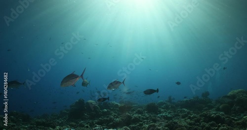 Wallpaper Mural Fish swimming underwater deep sunrays great barrier reef tropical Torontodigital.ca