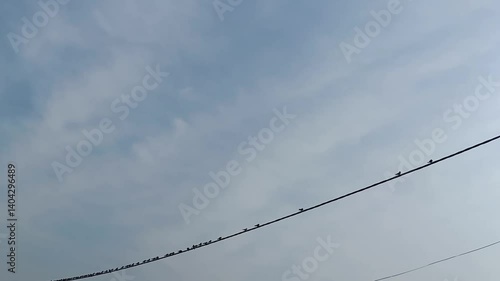 Wallpaper Mural Birds perch on the electric cables in the morning Torontodigital.ca