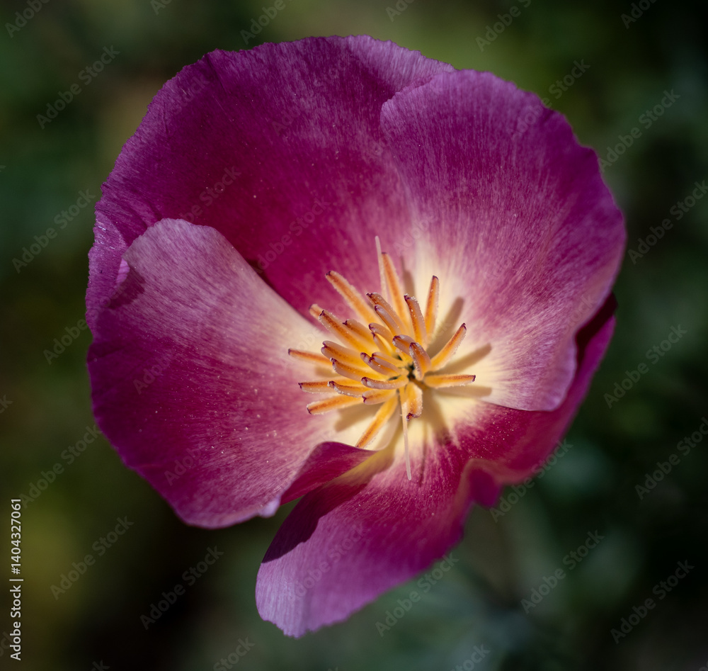 Naklejka premium Deep Pink Variation of California Poppy