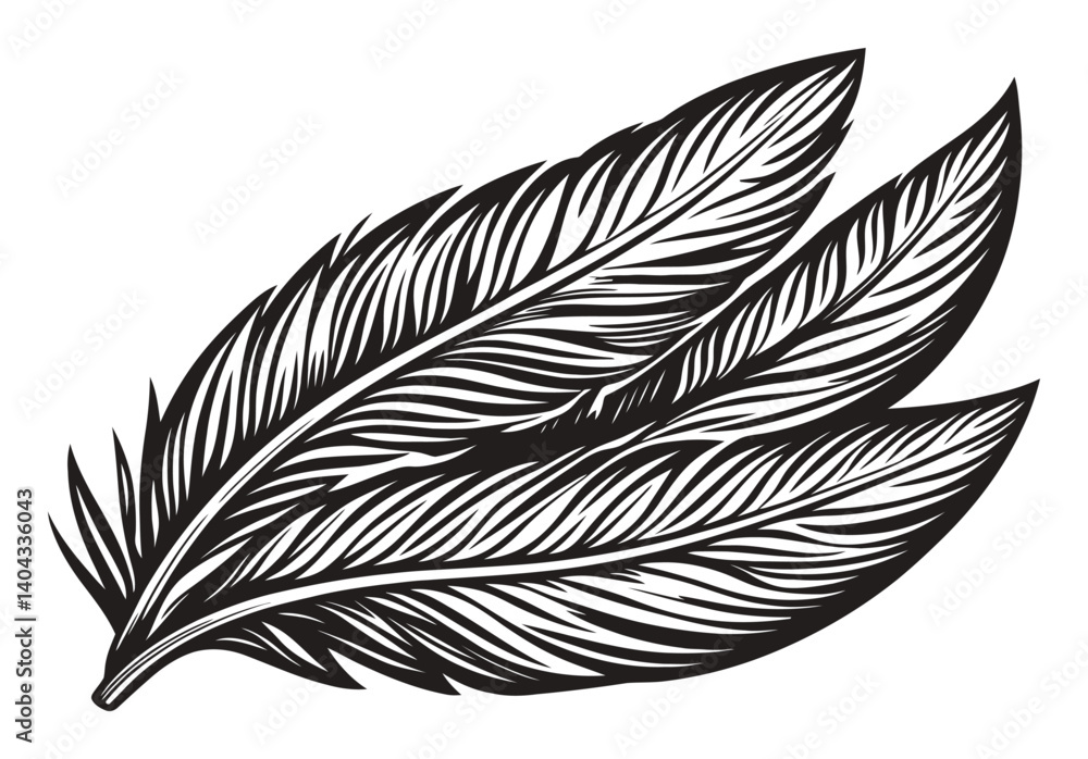 Obraz premium Detailed Engraving of Three Artistic Bird Feathers in Black and White